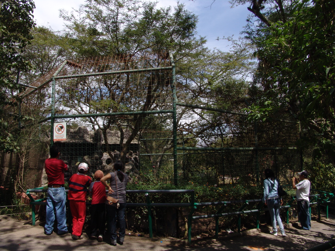 Ocelot's exhibit (Leopardus pardalis)