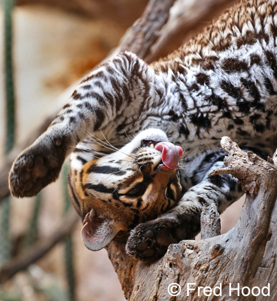 ocelots just wanna have fun