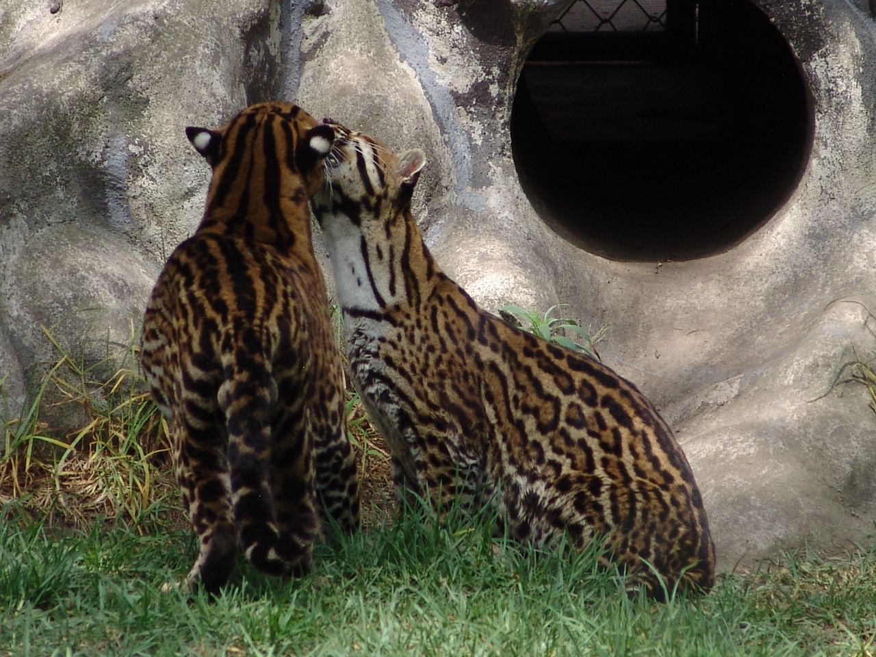 Ocelots (Leopardus pardalis) grooming each other