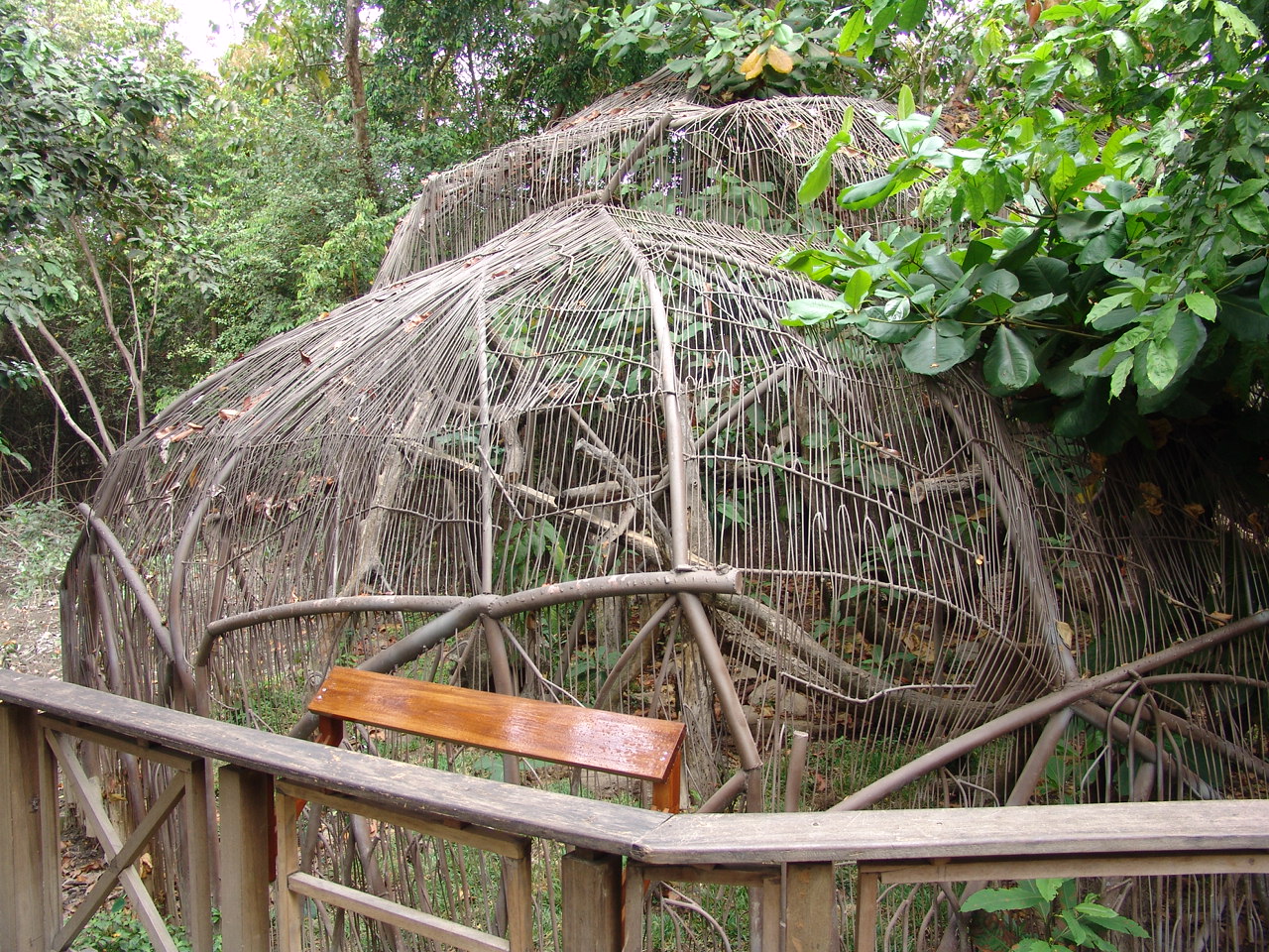Ocelot's (Leopardus pardalis) interesting exhibit