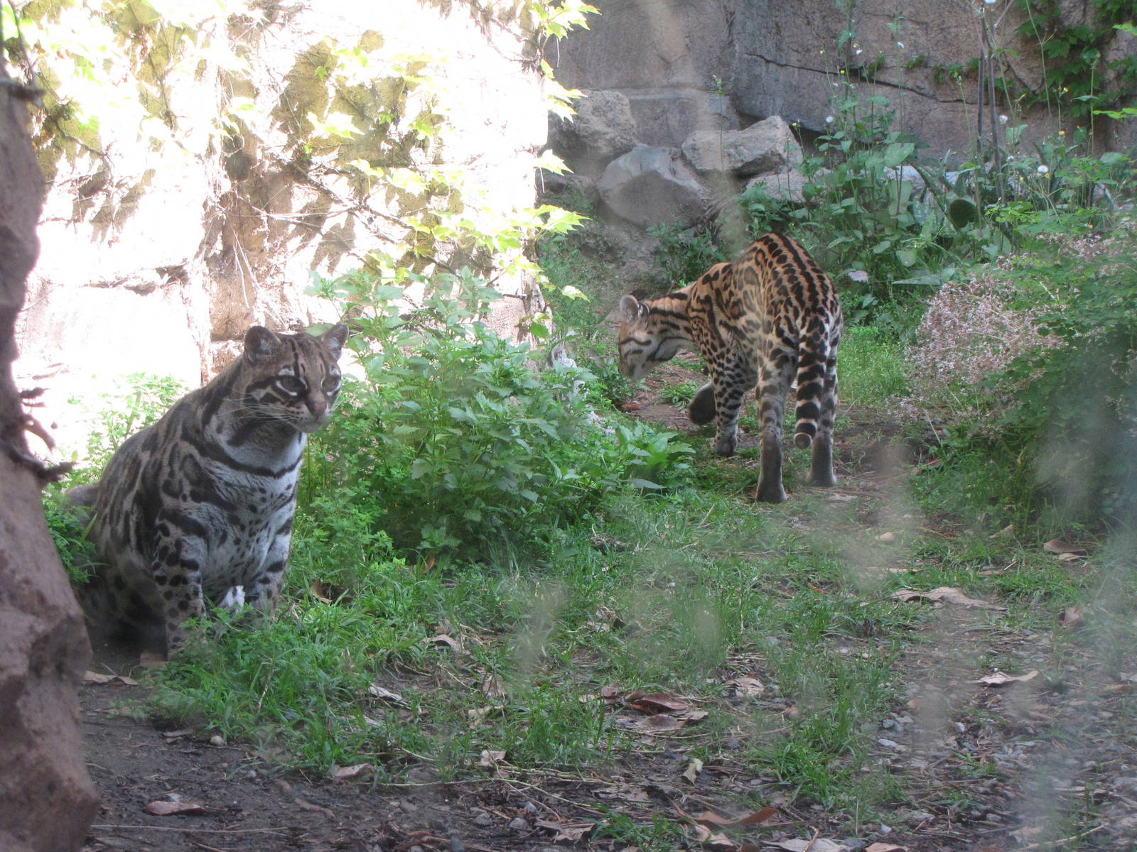 Ocelots