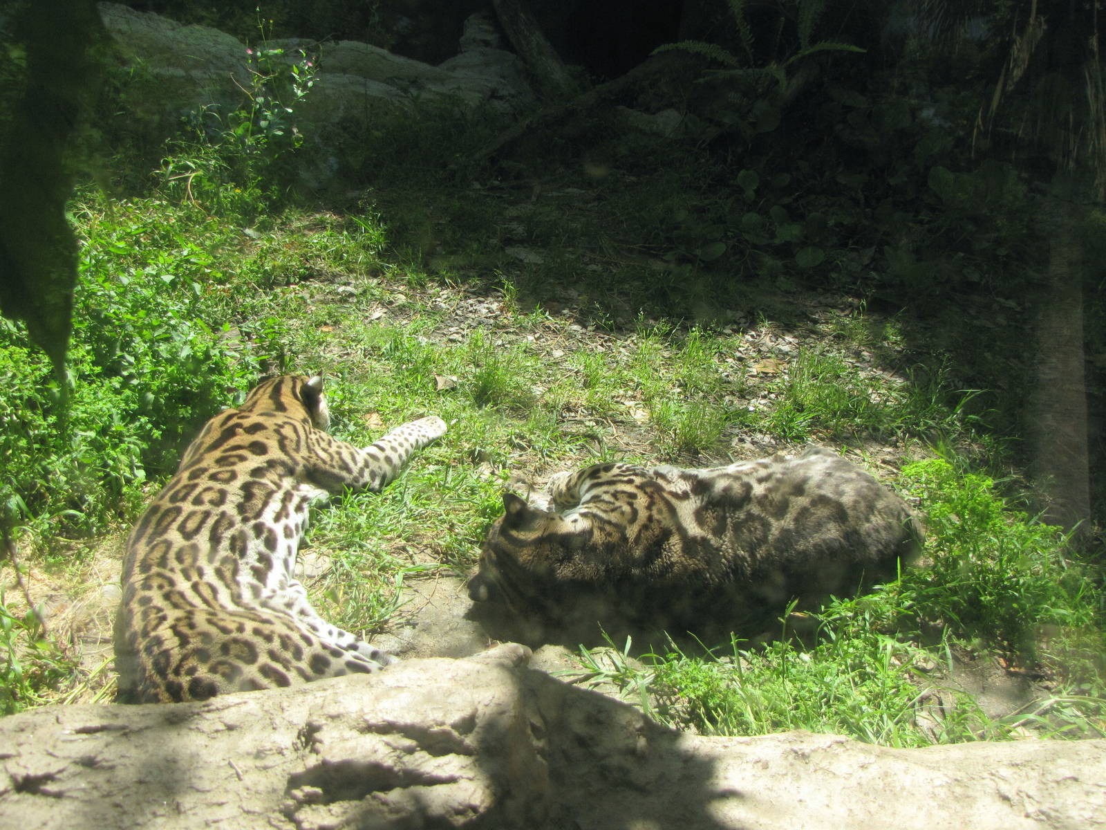 Ocelots