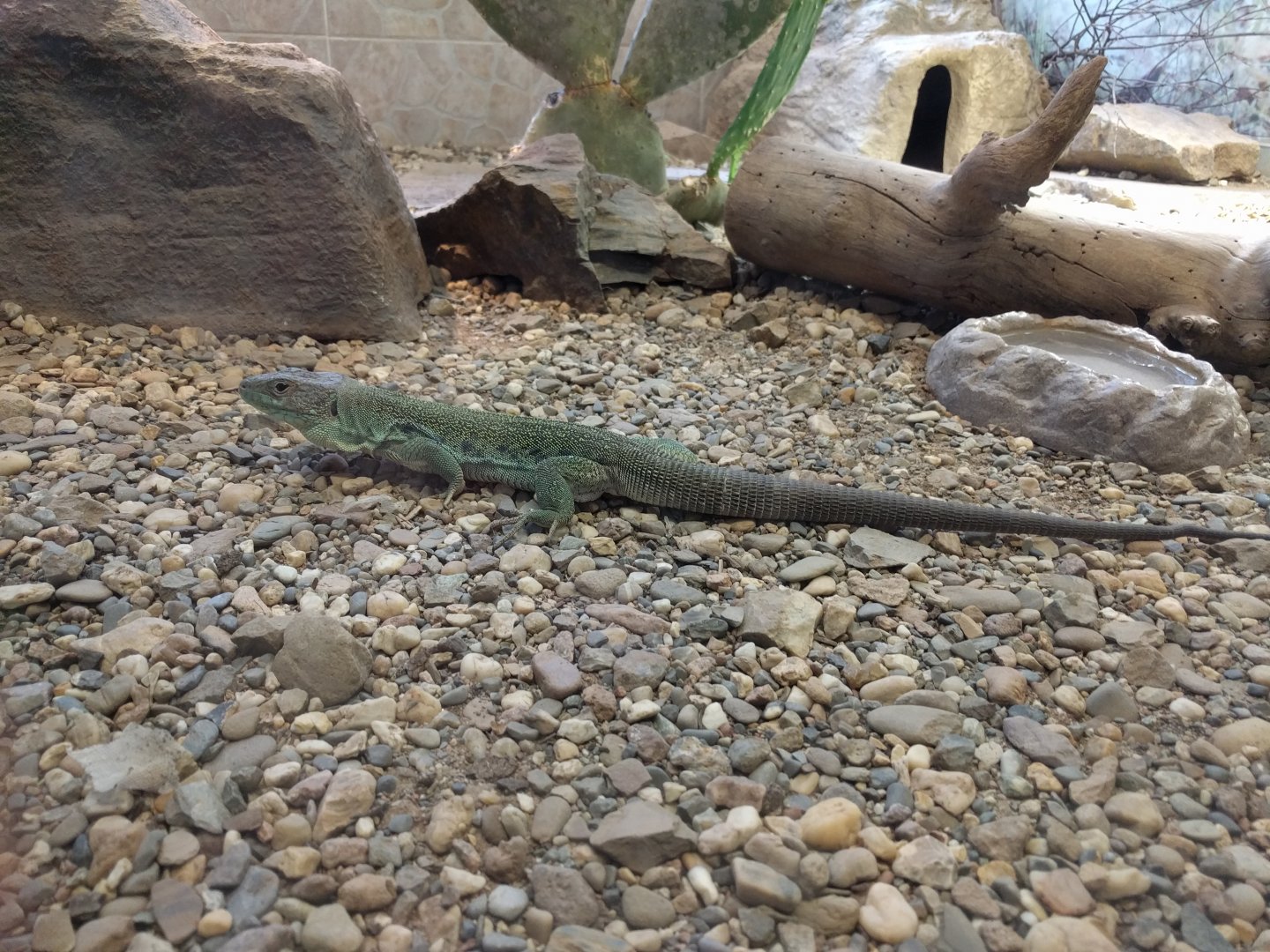 Ocetalled lizard