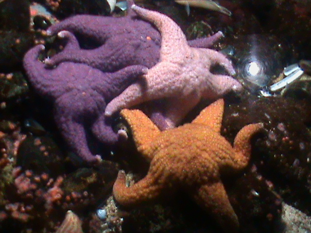 ocher seastar 070511