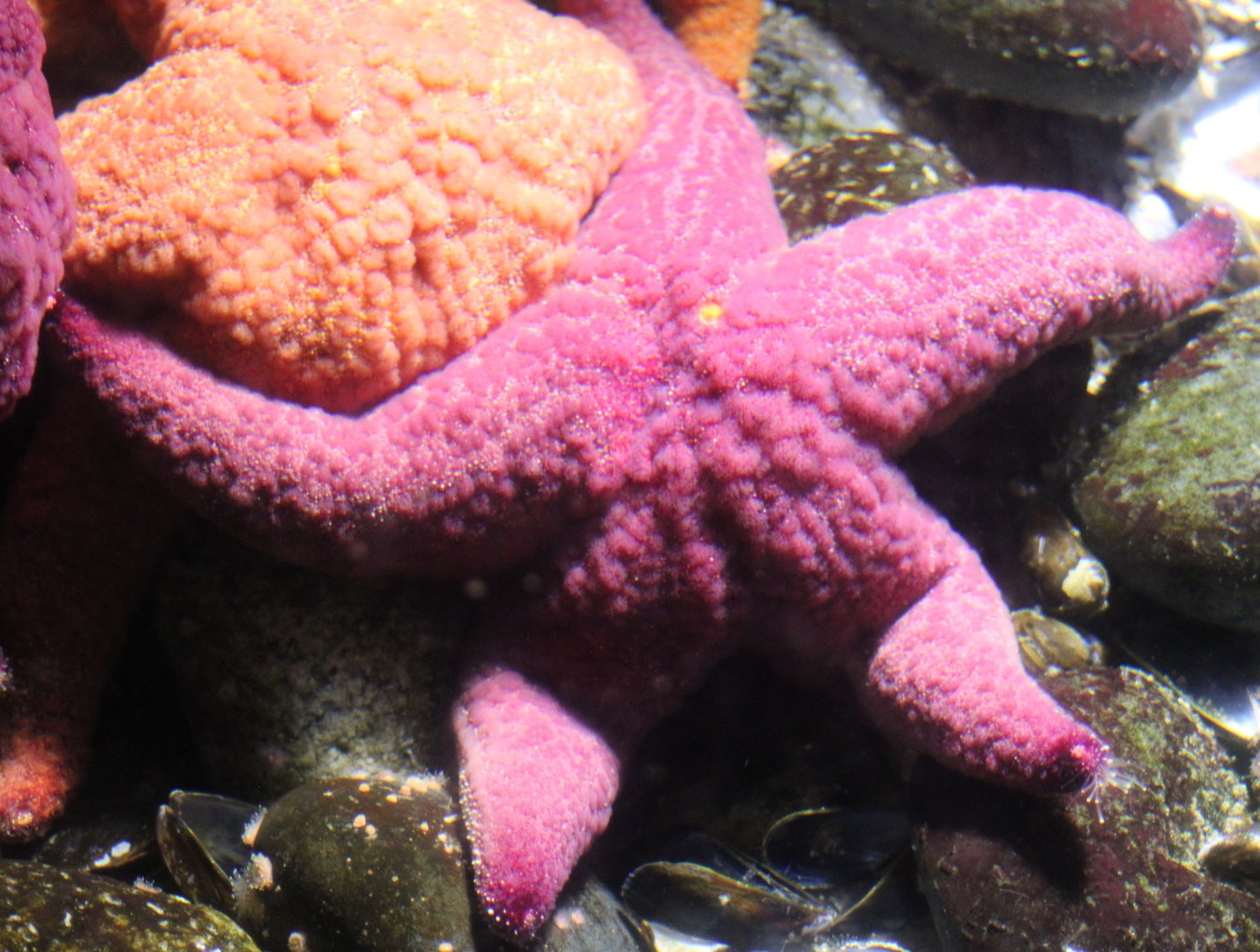 Ocher seastar - Pisaster ochraceus
