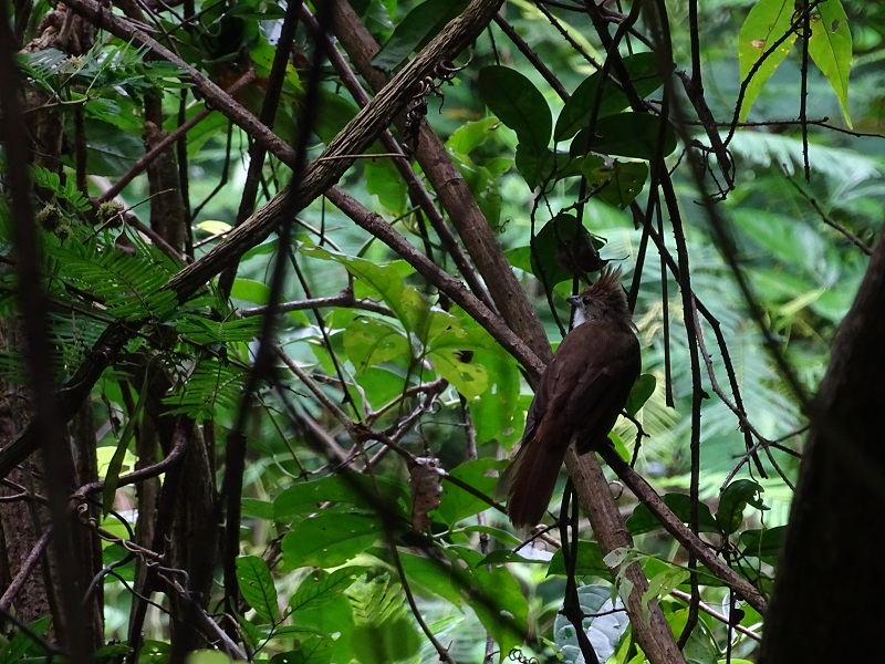 Ochraceous bulbul (Alophoixus ochraceus ochraceus)