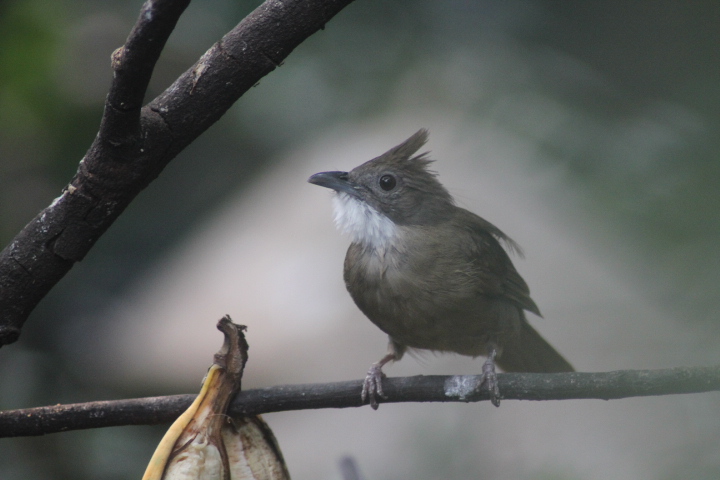 Ochraceous bulbul (Alophoixus ochraceus sumatranus)