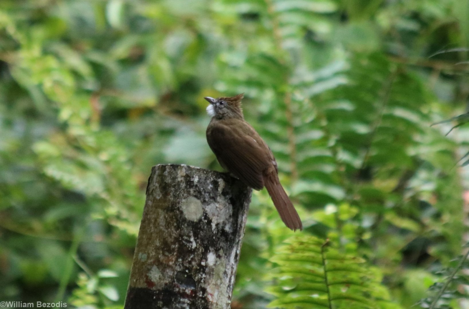 Ochraceous Bulbul - Fraser's Hill