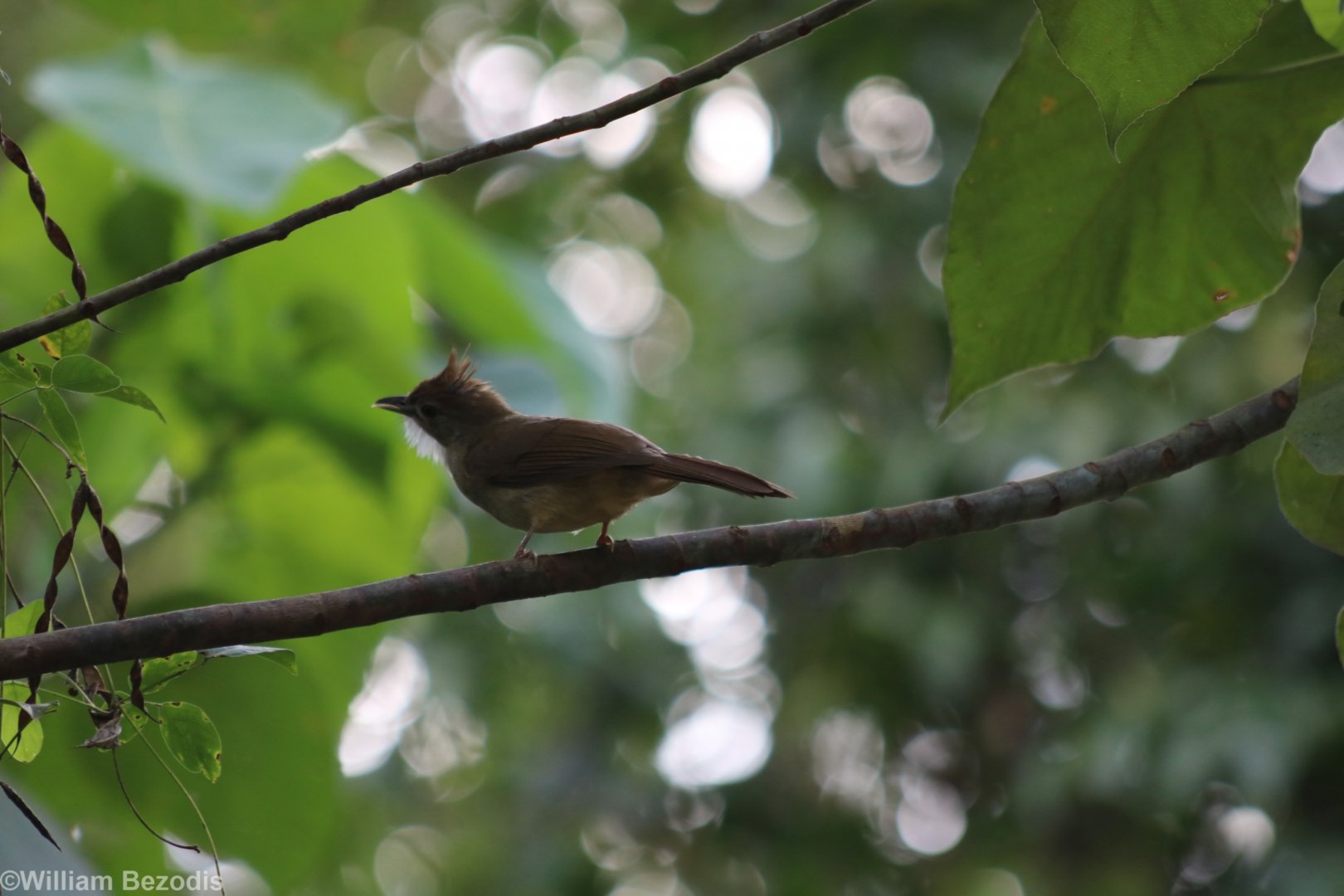 Ochraceous bulbul - Kaeng Krachan National Park