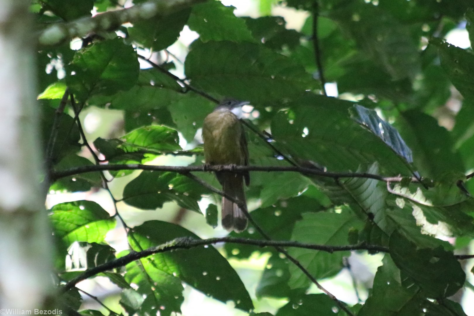 Ochraceous Bulbul - Tapan Road