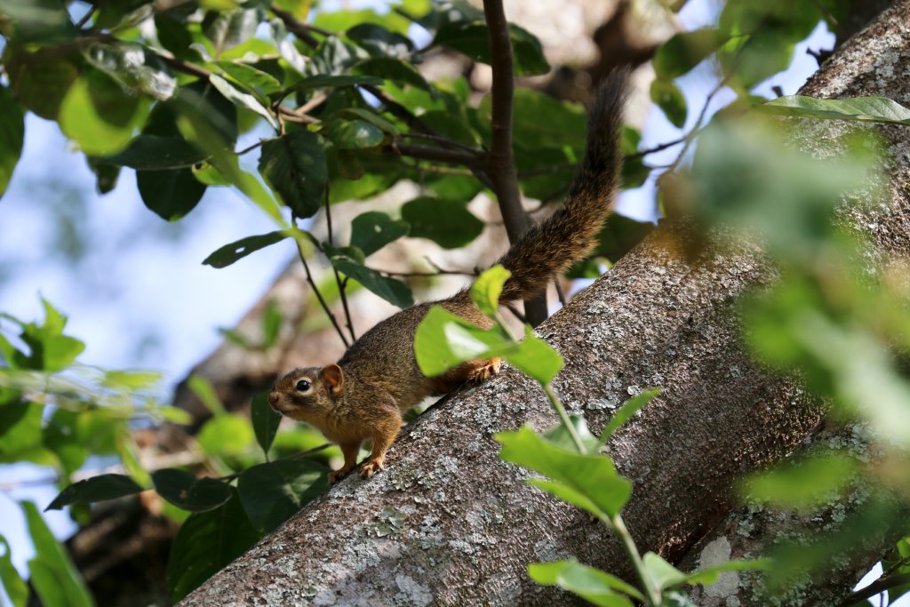 Ochre Bush Squirrel