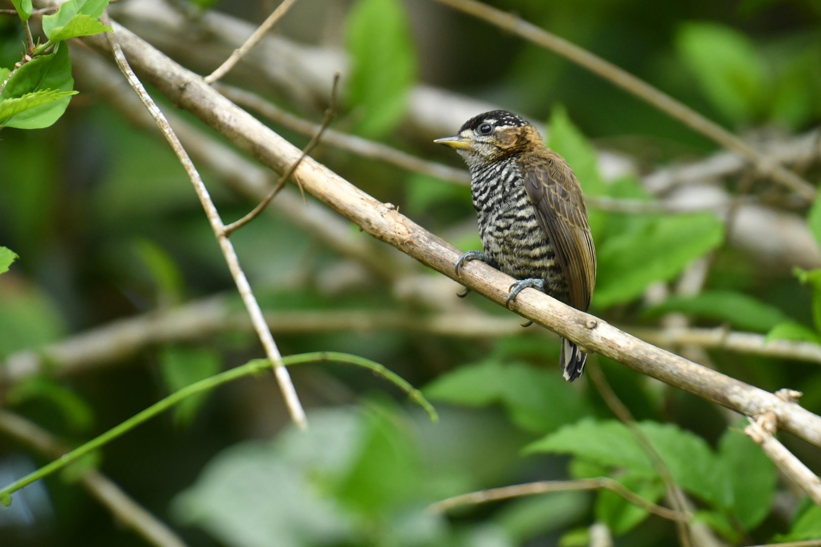 Ochre-collared piculet (Picumnus temminckii)