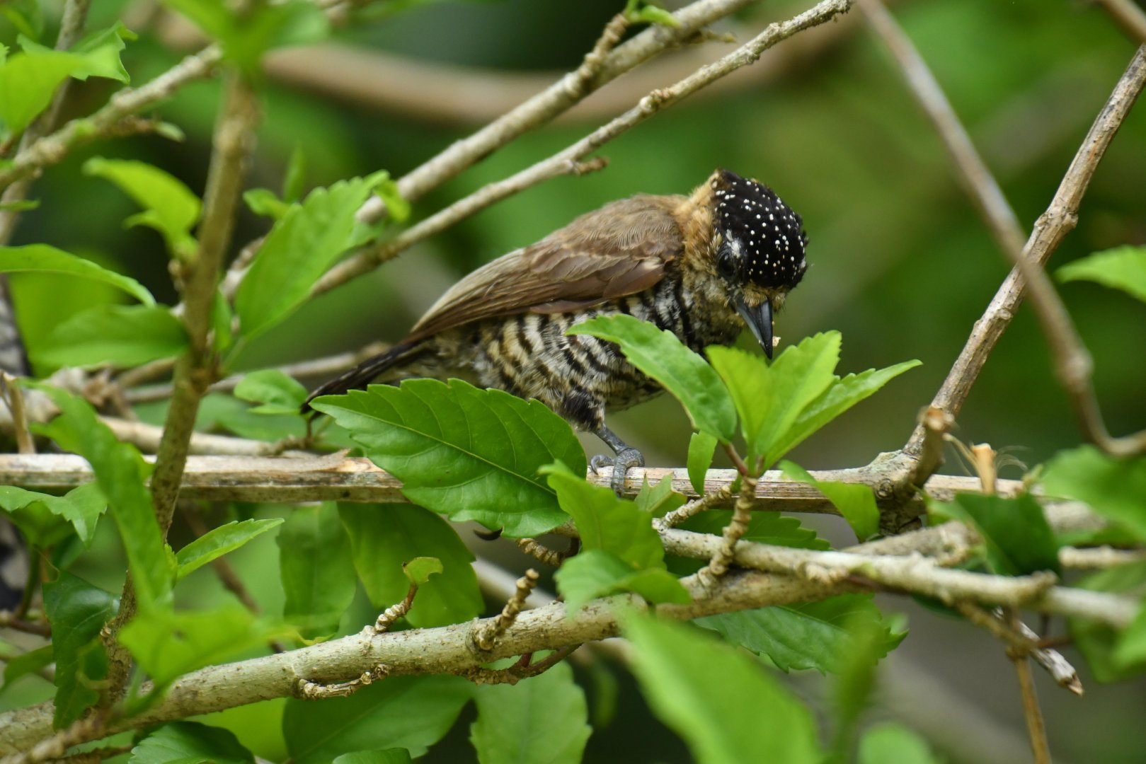 Ochre-collared piculet (Picumnus temminckii)