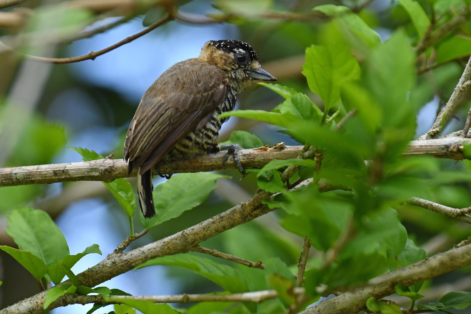 Ochre-collared piculet (Picumnus temminckii)