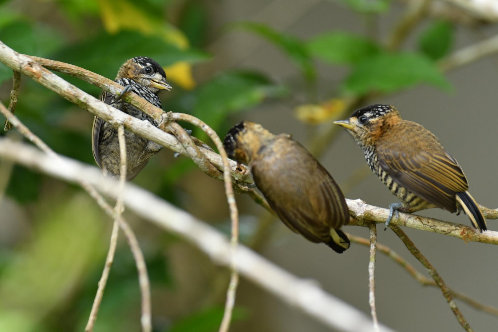 Ochre-collared piculet (Picumnus temminckii)