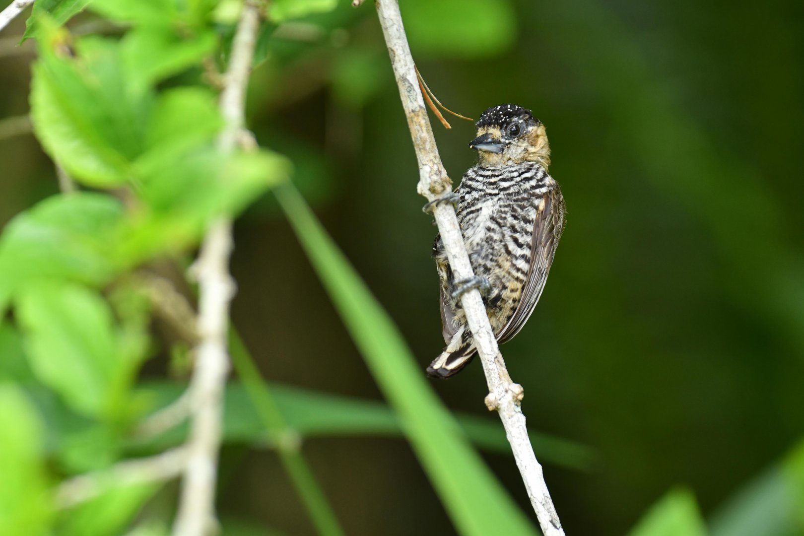 Ochre-collared piculet (Picumnus temminckii)