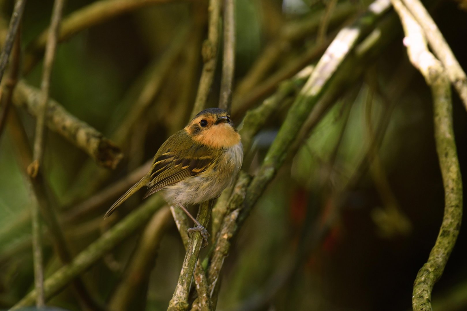 Ochre-faced Tody-flycatcher (Poecilotriccus plumbeiceps)