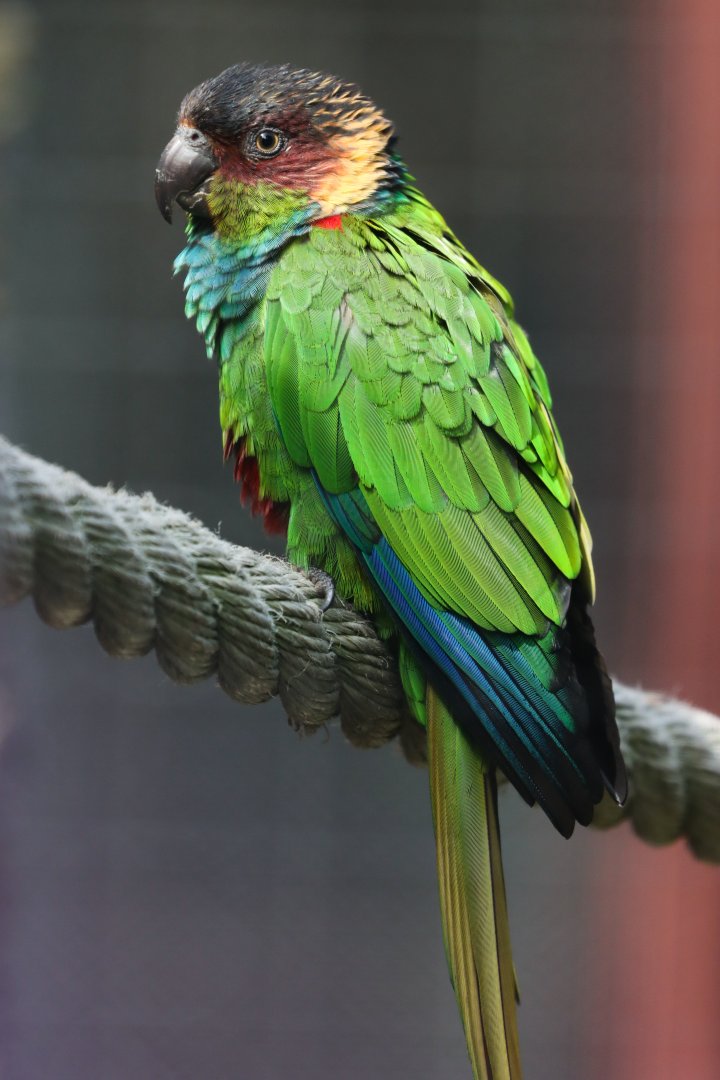 Ochre-marked parakeet (Pyrrhura cruentata)