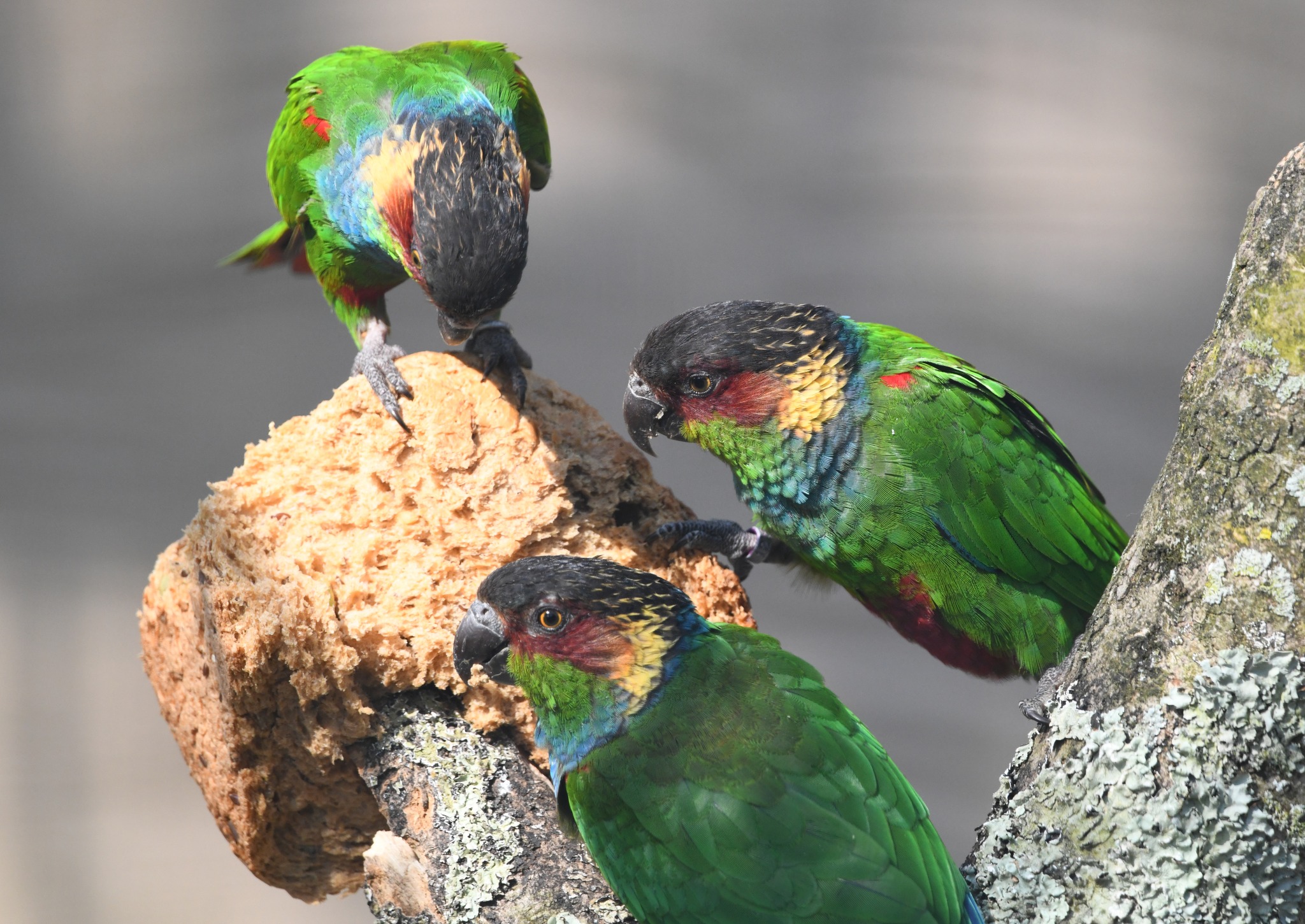 Ochre-marked Parakeet - Pyrrhura cruentata