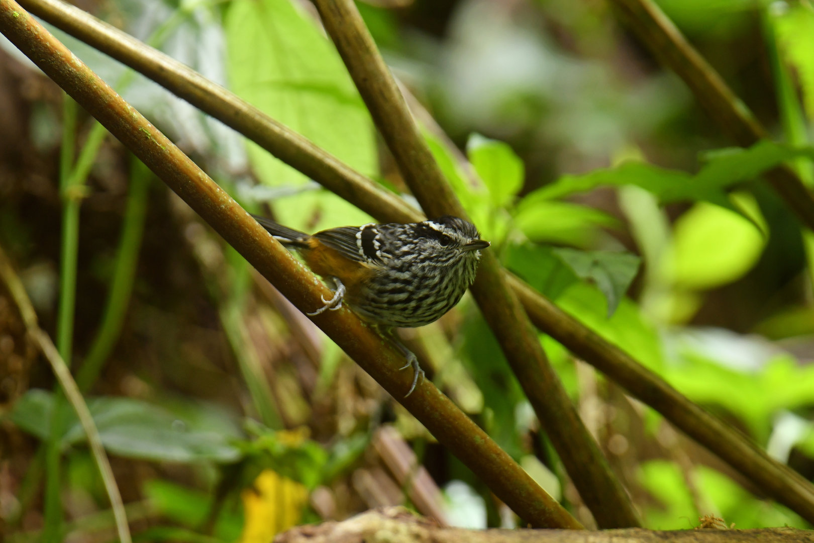 Ochre-rumped Antbird Drymophila ochropyga