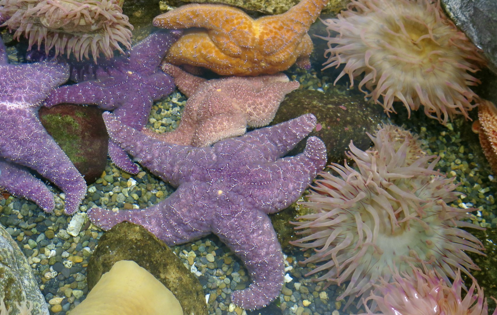 Ochre Sea Star (Pisaster ochraceus)