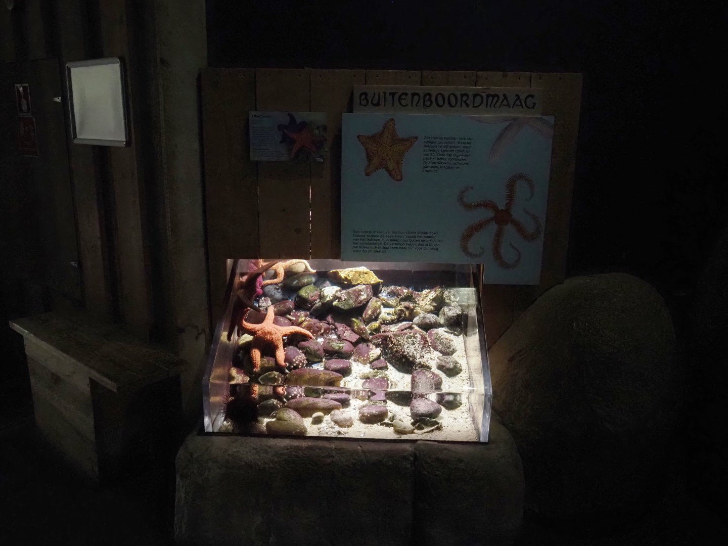 Ochre sea star tank (Now gone), 2024-06-30