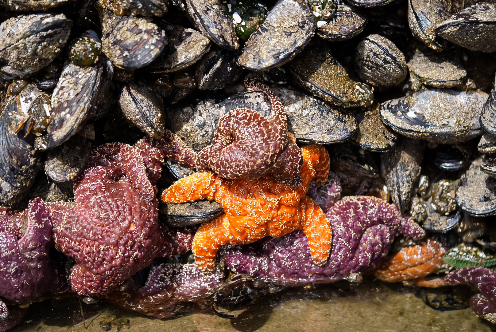 Ochre Sea Stars & California Mussels