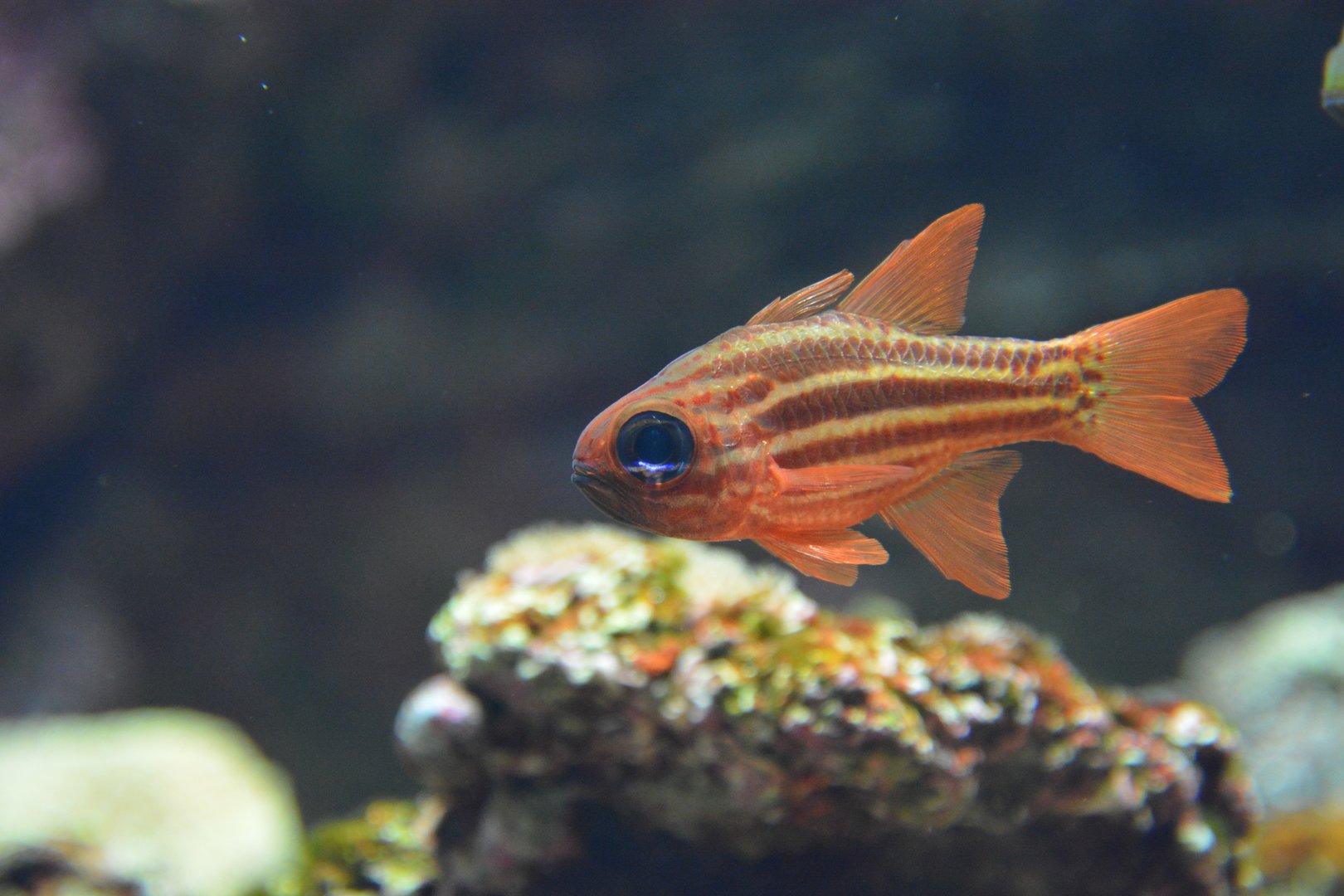 Ochre-striped cardinalfish (Ostorhinchus compressus)