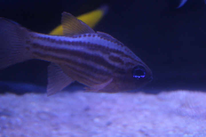 Ochre-striped cardinalfish (Ostorhinchus compressus)