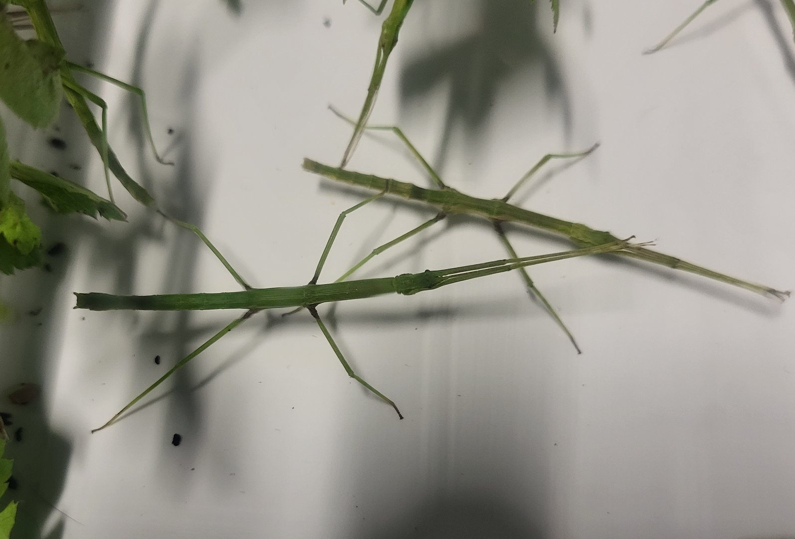 Ocnophiloidea regularis