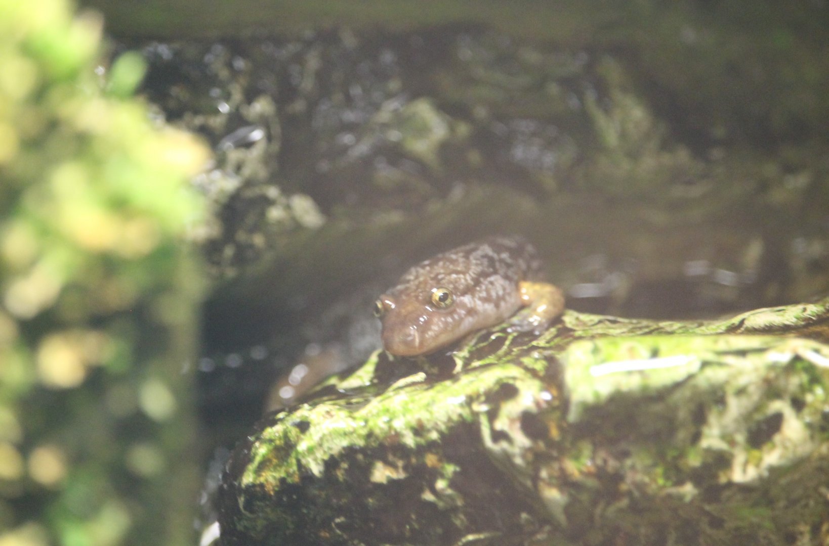 Ocoee Salamander (Desmognathus ocoee)