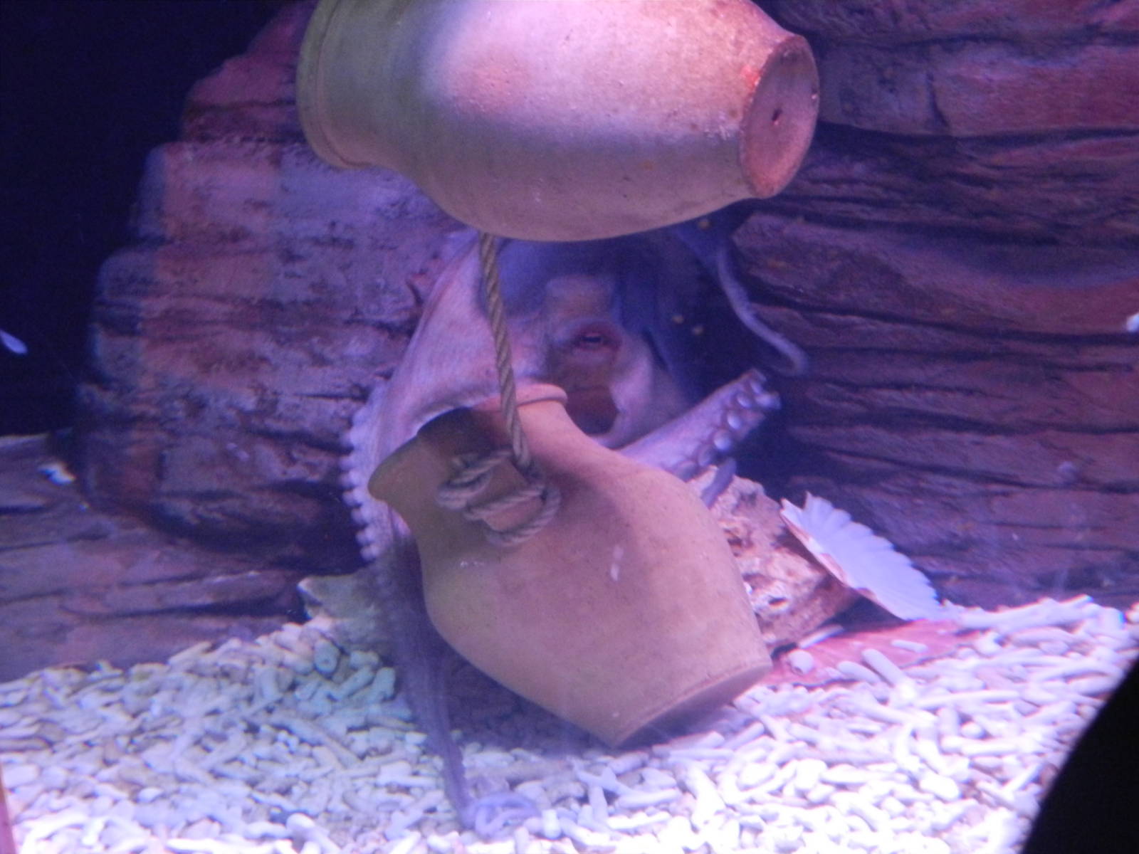 Ocotpus at SEA LIFE Scarborough - 26/08/2012