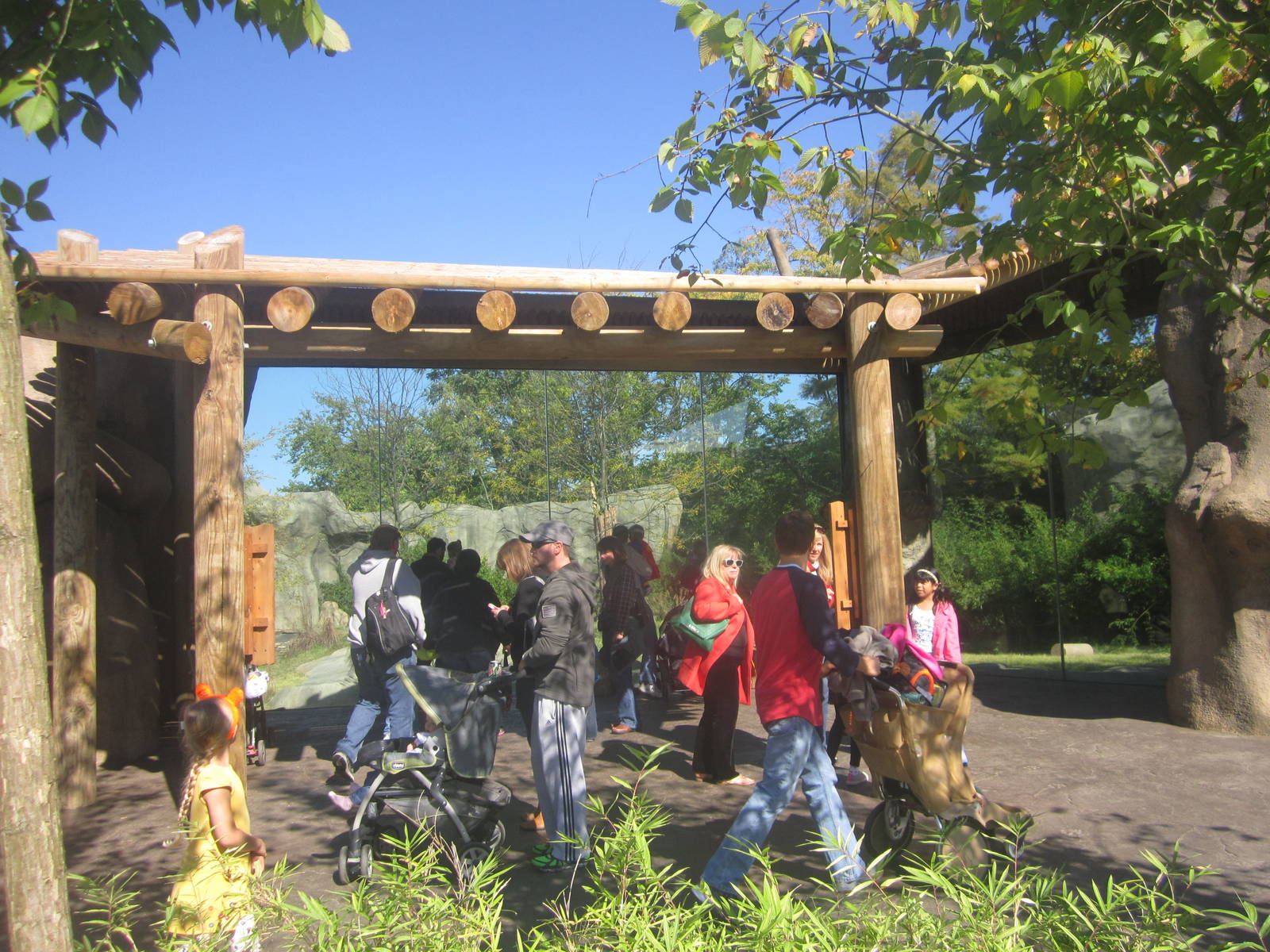 Oct. 2013 - Africa - African Lion Exhibit Viewing
