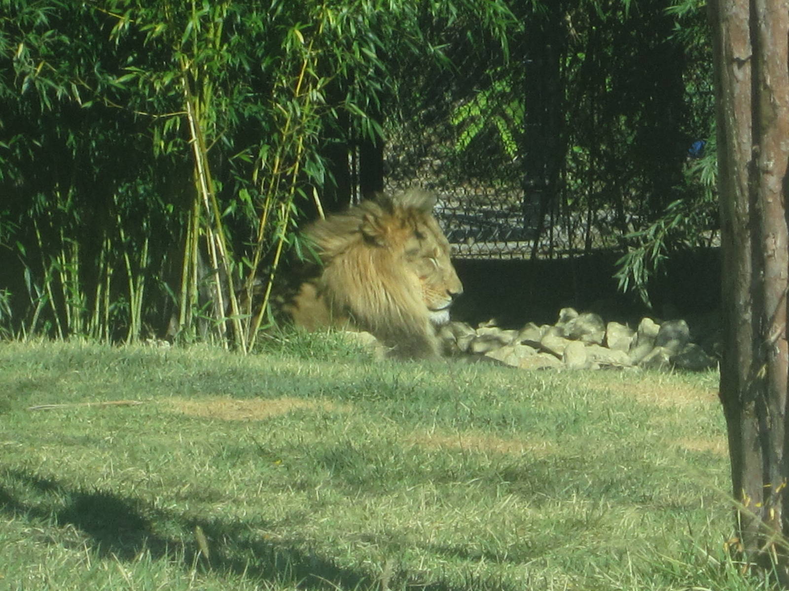 Oct. 2013 - Africa - African Lion - John