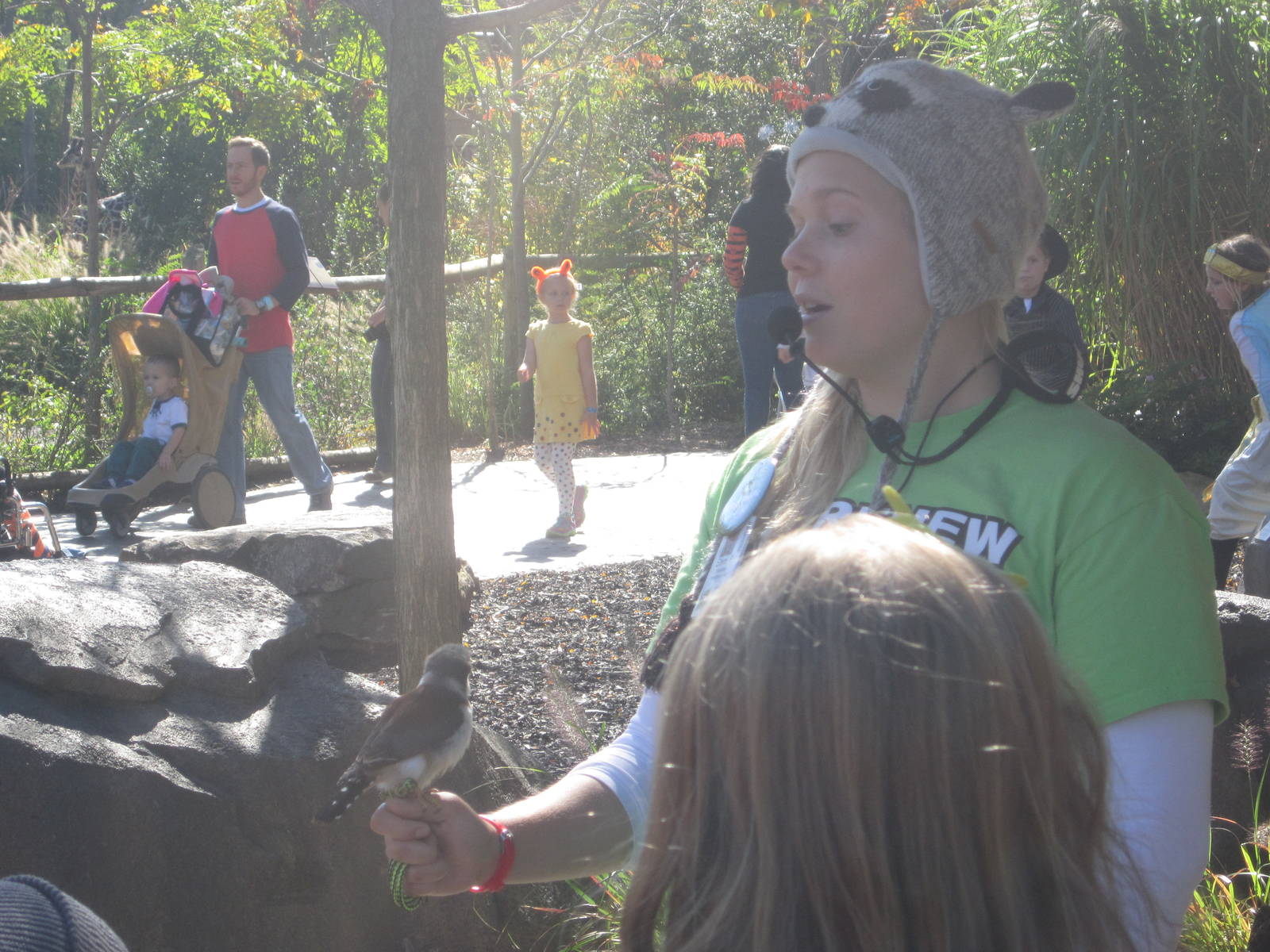 Oct. 2013 - Africa - African Pygmy Falcon Encounter