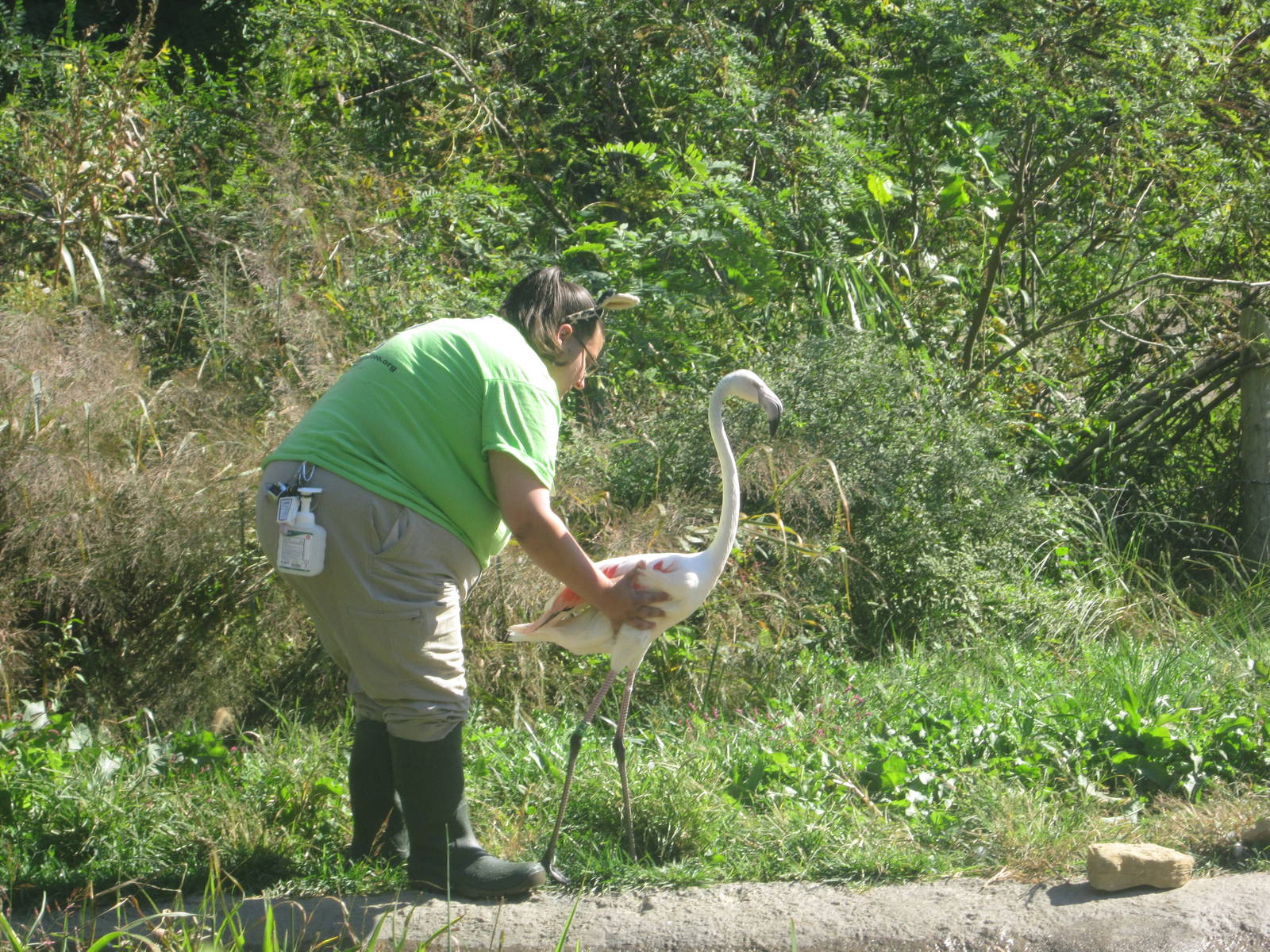 Oct. 2013 - Africa - Giraffe Ridge - Greater Flamingo Handling
