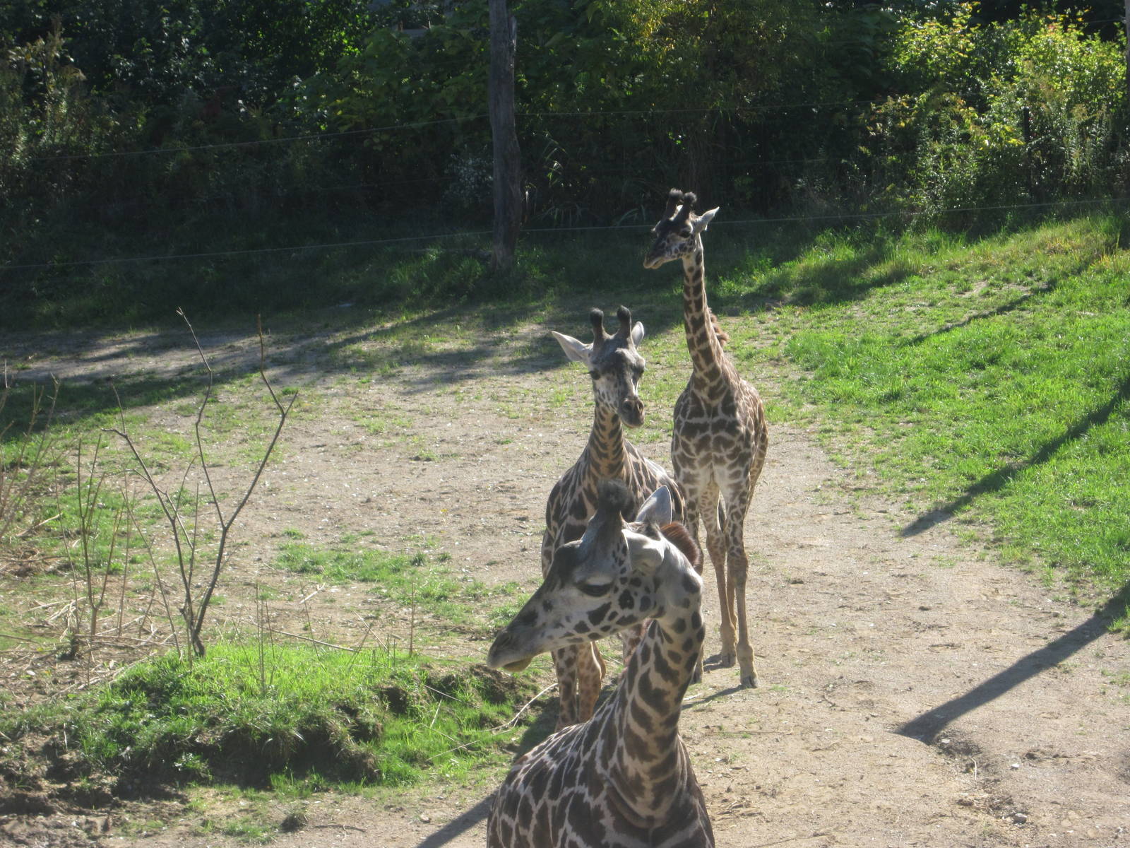 Oct. 2013 - Africa - Giraffe Ridge - Masai Giraffes