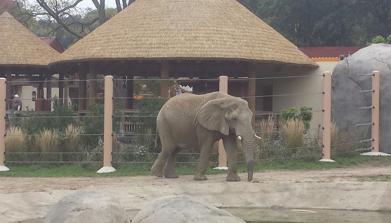 Oct. 2013 - African Elephant Crossing - Martika