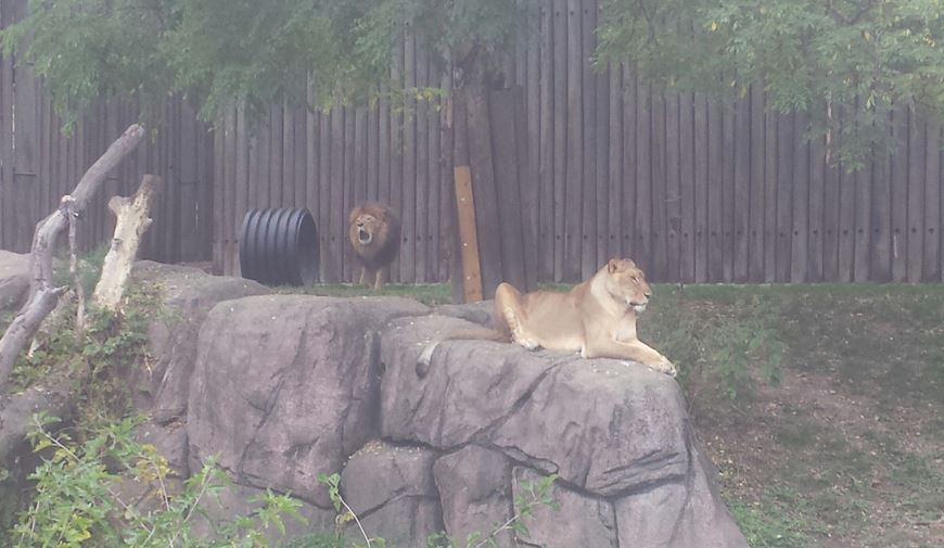 Oct. 2013 - African Savanna - African Lions