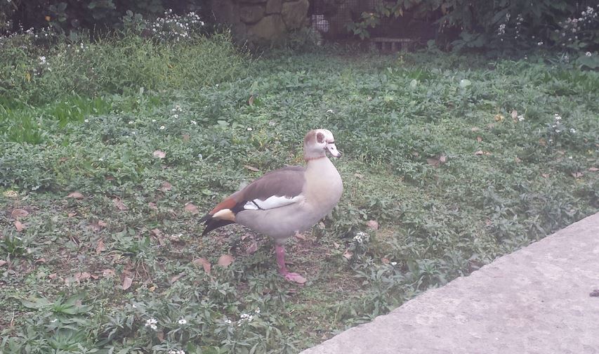 Oct. 2013 - African Savanna - Egyptian Goose