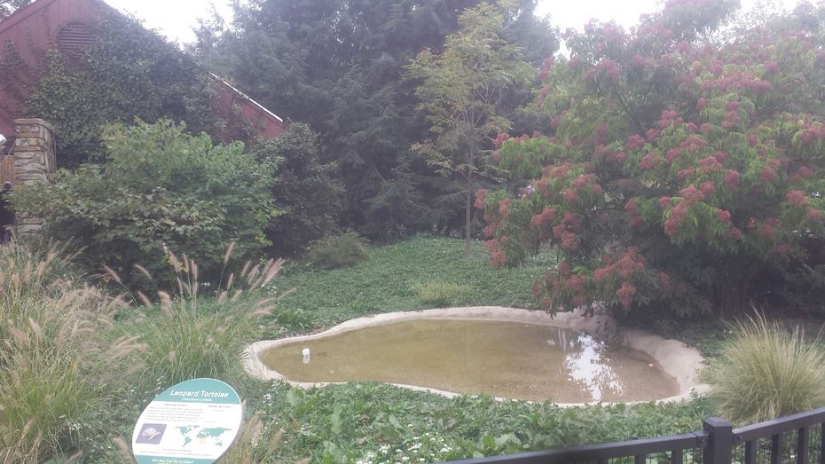 Oct. 2013 - African Savanna - Leopard Tortoise + Egyptian Goose Exhibit