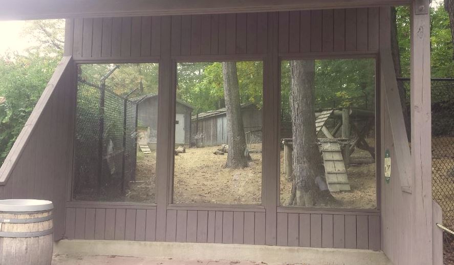 Oct. 2013 - Australian Adventure - Dingo Exhibit Viewing