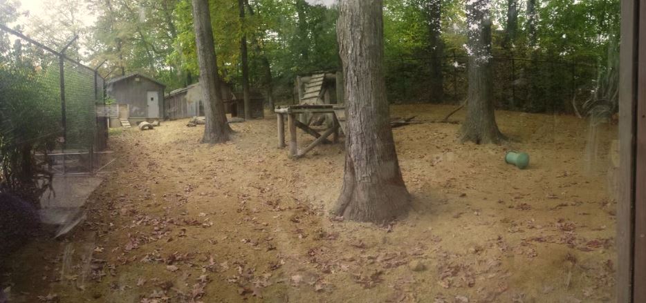 Oct. 2013 - Australian Adventure - Dingo Exhibit