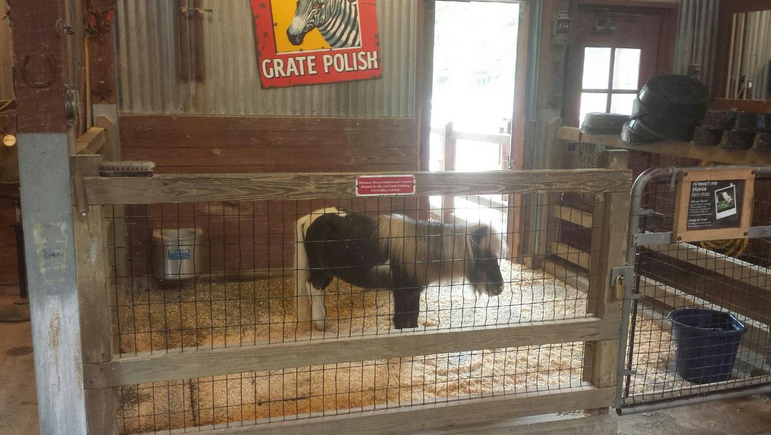 Oct. 2013 - Australian Adventure - Miniature Horse Indoor Pen