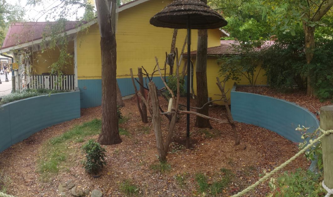 Oct. 2013 - Australian Adventure - Outdoor Koala Exhibit