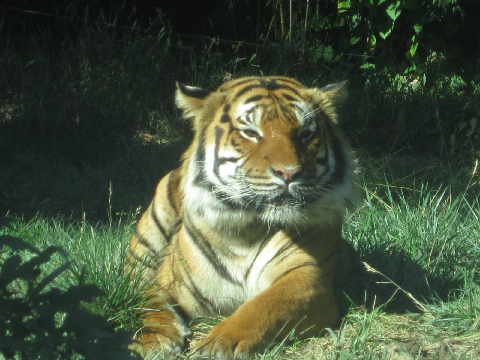 Oct. 2013 - Cat Canyon - Malayan Tiger
