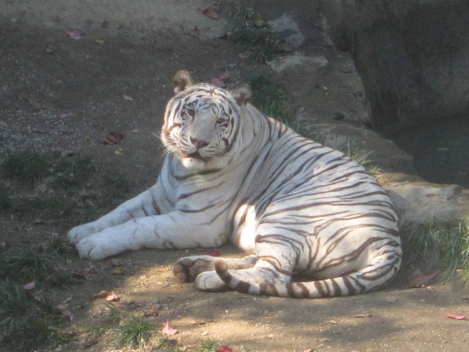 Oct. 2013 - Cat Canyon - White Tiger