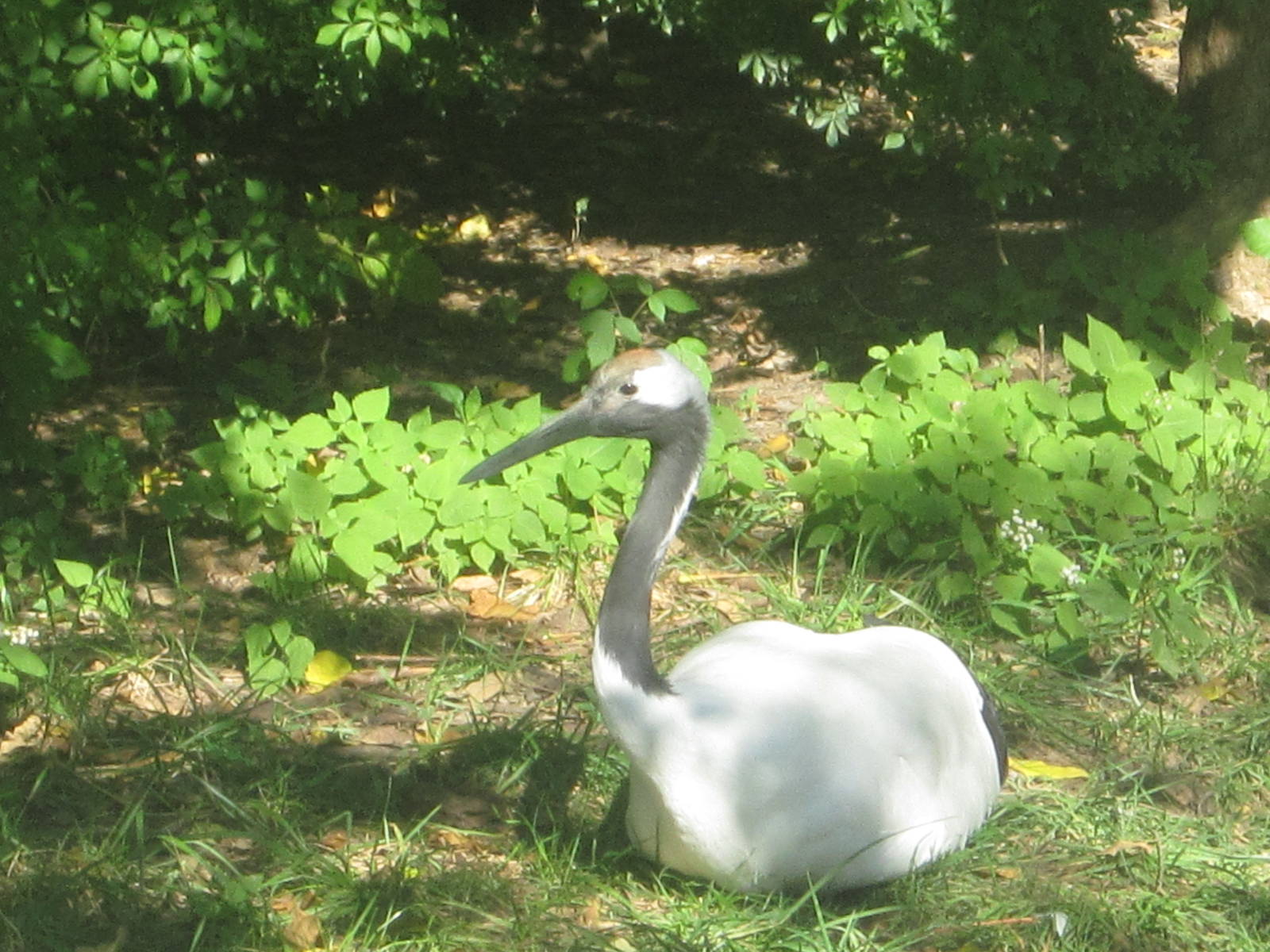 Oct. 2013 - Crane Island - Red-crowned Crane