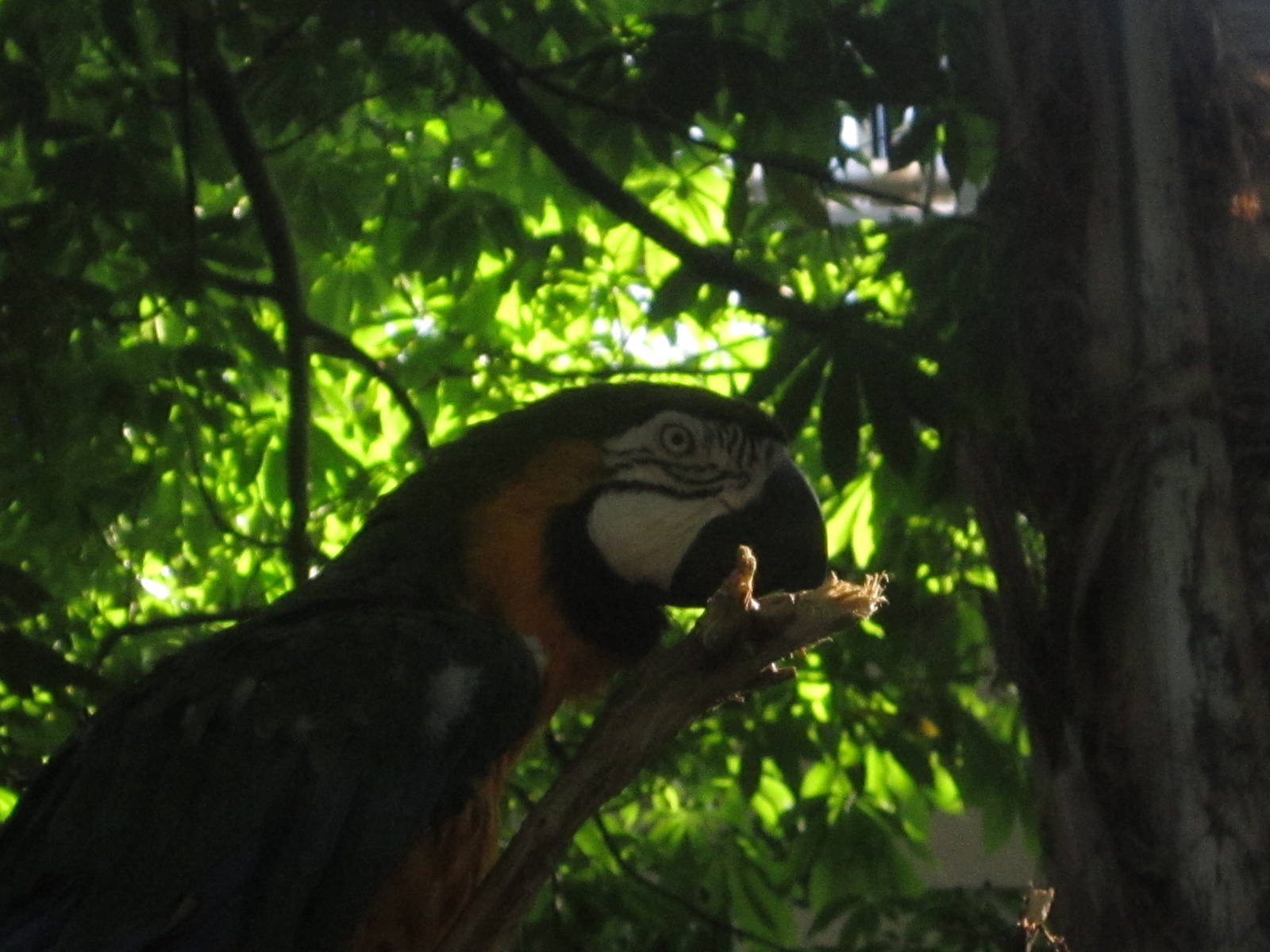 Oct. 2013 - Discovery Forest - Blue-and-gold Macaw