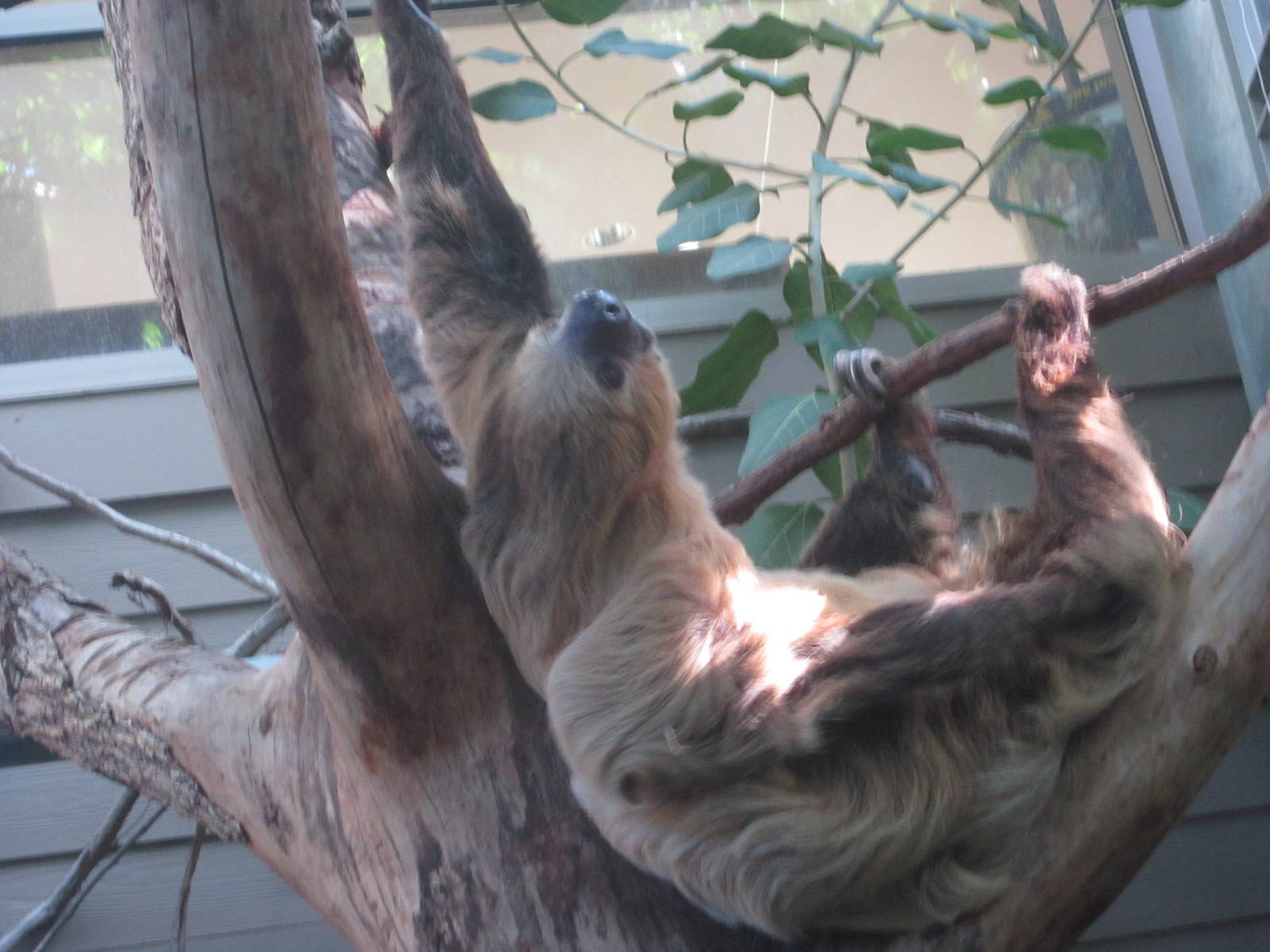 Oct. 2013 - Discovery Forest - Linnaeus's Two-toed Sloth